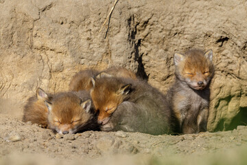 Fuchswelpen kuscheln und schlafen am Fuchsbau