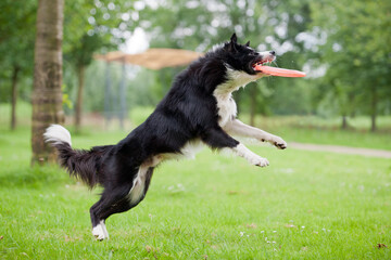 On a lawn in a park, dog the border collie jumps up and catches the frisbee in its mouth.