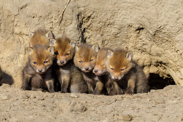 Fuchswelpen kuscheln am Fuchsbau