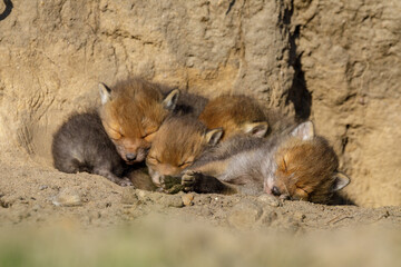 Fuchswelpen kuscheln und schlafen am Fuchsbau