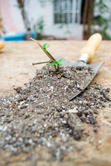 Concepto de jardinería en el hogar. Trasplante de planta con cuchara de jardín, tierra orgánica para sembrar.
