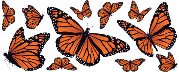 Set of beautiful orange Monarch butterfly in different poses isolated on white background