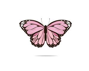 butterfly illustration