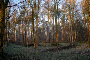 autumn in the forest