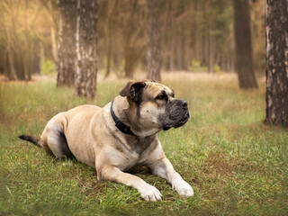 Big dog cadebo in the forest.
Huge and cute dog for a walk in the forest.
Pine forest and cadebo for a walk.
Funny gorgeous dog with a huge muzzle