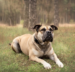 Big dog cadebo in the forest.
Huge and cute dog for a walk in the forest.
Pine forest and cadebo for a walk.
Funny gorgeous dog with a huge muzzle