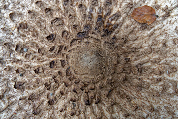 parasol mushroom photographed from above