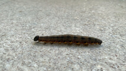 Millipede close-up moving insect