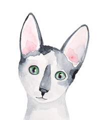 Watercolour illustration of cute little Devon Rex cat with large ears anf green eyes. Hand drawn water color graphic painting on white background, cut out clip art element for design decoration.