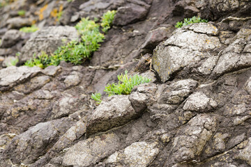 A plant on rocky hill