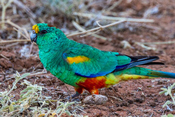 Mulga Parrot in New South Wales Australia