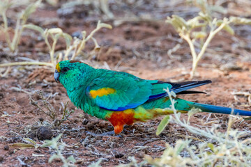 Mulga Parrot in New South Wales Australia