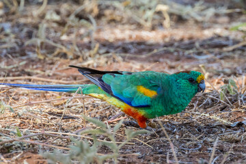 Obraz premium Mulga Parrot in New South Wales Australia