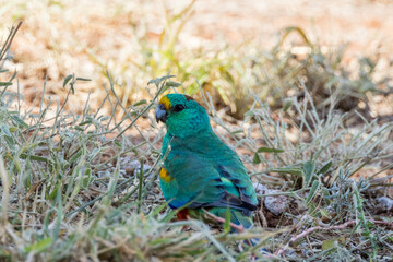 Mulga Parrot in New South Wales Australia