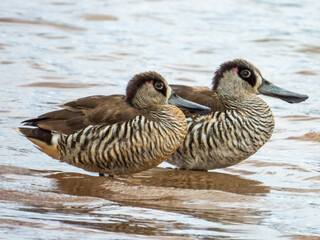 Pink-eared Ducks in New South Wales Australia