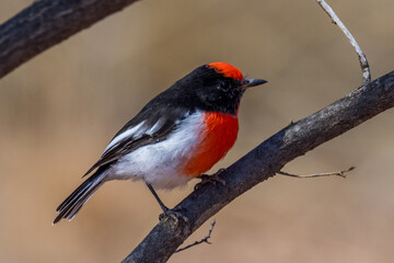 Red-capped Robin in New South Wales Australia