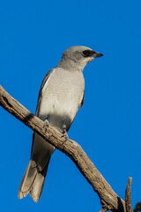 White-bellied Cuckooshrike in New South Wales Australia