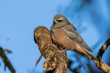 Male White-browed Woodswallow in New South Wales Australia