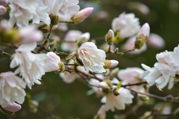 Blooming magnolia tree