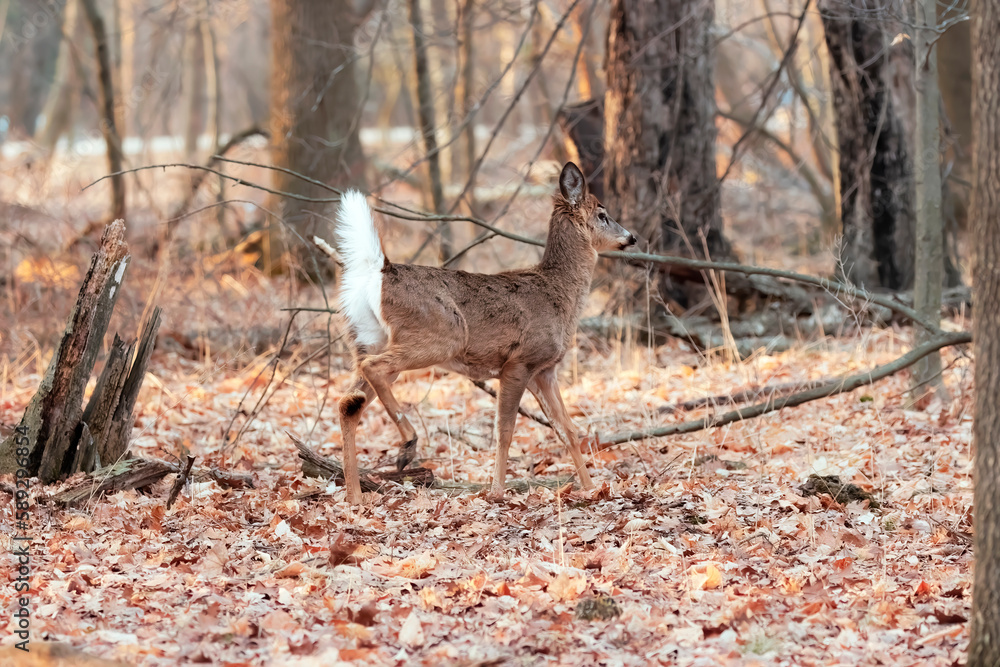 Canvas Prints The white-tailed deer (Odocoileus virginianus), also known as the whitetail or Virginia deer 