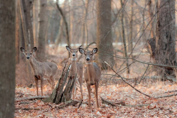The white-tailed deer (Odocoileus virginianus), also known as the whitetail or Virginia deer 