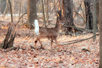 The white-tailed deer (Odocoileus virginianus), also known as the whitetail or Virginia deer 