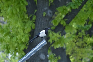 An ordinary magpie on an ordinary lamppost. Against the backdrop of a large oak tree.