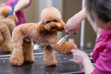 Devoted dog groomer using scissors to give a puppy poodle a professional haircut at a pet salon...