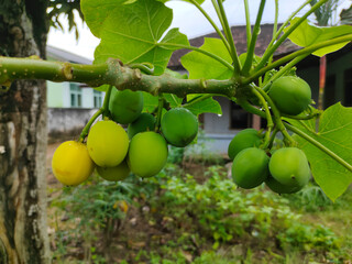 Castor fruit on a branch in the garden