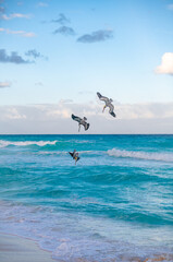 Three pelicans diving into the water for fish spring sunset