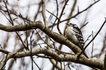 Male downy woodpecker perched on a tree in Rattray Marsh, Mississauga, Ontario, Canada
