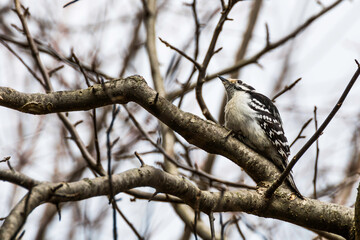 Male downy woodpecker perched on a tree in Rattray Marsh, Mississauga, Ontario, Canada
