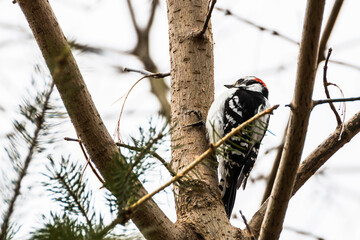 Male downy woodpecker perched on a tree in Rattray Marsh, Mississauga, Ontario, Canada
