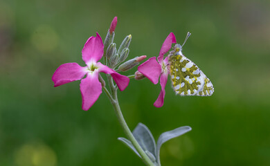 Its Turkish name is mountain story; Euchloe ausonia