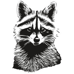 Raccoon sketches, outline with transparent background, hand drawn illustration