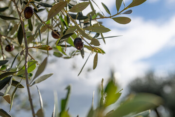 black olive hanging from the olive tree olea europaea mediterranea