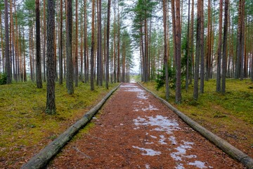 A fragment of a footpath with curved logs along the edge. In a picturesque coniferous forest. In the park area.