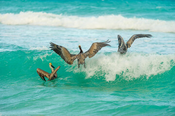 Three pelicans diving into the water for fish spring sunset