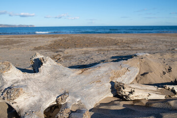 dry tree trunk lying in the sand on the beach of sant pere pescador girona catalonia spain