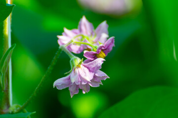 Dutch organic greenhouse farm with rows of eggplants plants with ripe violet vegetables and purple flowers