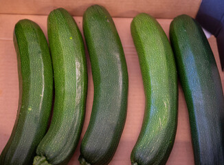 Fresh ripe green courgette or zucchini in box, new harvest on organic farm in the Netherlands