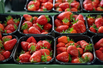 New spring harvest, boxes of ripe Dutch red sweet strawberry on farmer market in the Netherlands