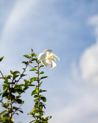 flower in the sky