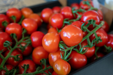 Red ripe tasty Dutch tomatoes growing indoor in greenhouse all seasons, food industry in Netherlands