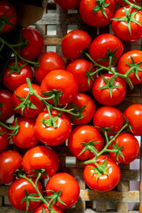 Red ripe tasty Dutch tomatoes growing indoor in greenhouse all seasons, food industry in Netherlands