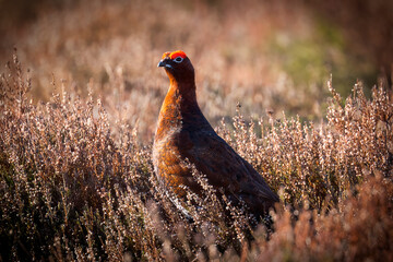 British Birds and animals