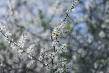 hawthorn blossom on a branch with bee