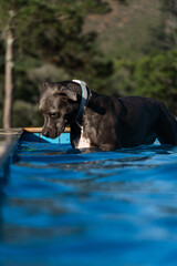 Blue nose Pit bull dog swimming in the pool. Dog plays with the ball while exercising and having...