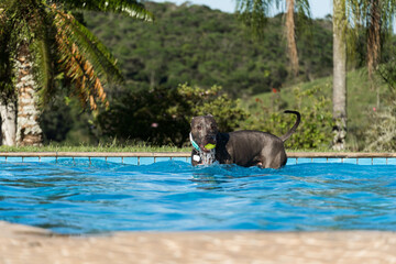 Blue nose Pit bull dog swimming in the pool. Dog plays with the ball while exercising and having fun. sunny day