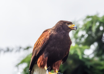 Harris's hawk, the bay-winged hawk. Portrait Isolated